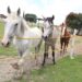 Gobierno resguardará a animales rescatados por Cuacolandia