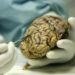 Científicos de Cuba y México desarrollan investigaciones para tratar el Alzheimer