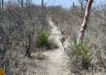 Liberan venado de un traspatio en Zacapala