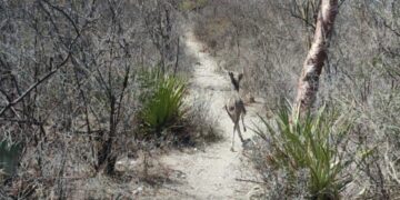 Liberan venado de un traspatio en Zacapala