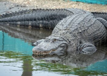 Es falso que Gobierno de EEUU lanzó cocodrilos al Río Bravo