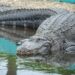 Es falso que Gobierno de EEUU lanzó cocodrilos al Río Bravo