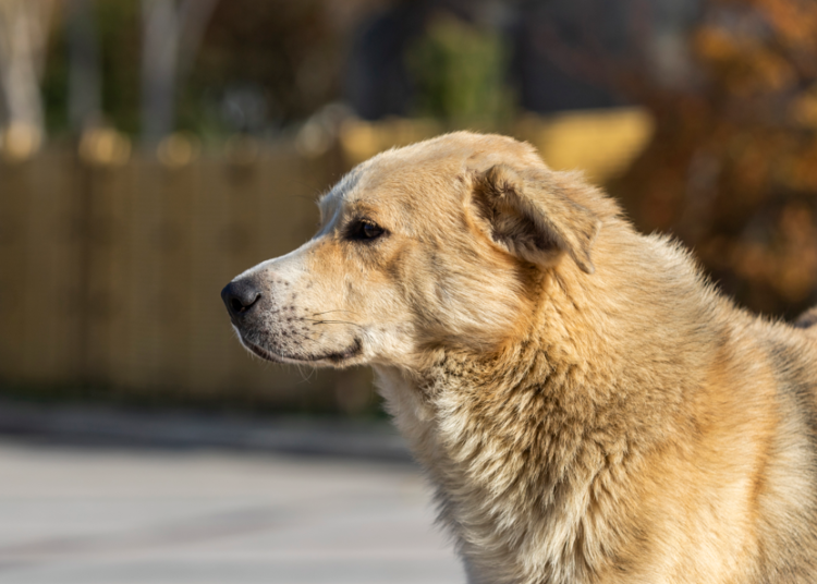 ¿Tu perrito está viejito? Checa si podría tener demencia senil