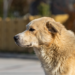 ¿Tu perrito está viejito? Checa si podría tener demencia senil