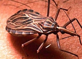 Llama Secretaría de Salud a no bajar guardia contra enfermedad de Chagas