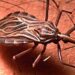 Llama Secretaría de Salud a no bajar guardia contra enfermedad de Chagas
