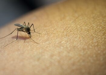 Atiende Secretaría de Salud a dos personas hospitalizadas por dengue