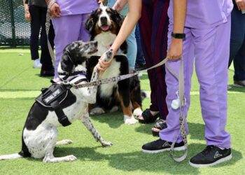 SMDIF ofrece asistencia emocional con perros