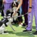 SMDIF ofrece asistencia emocional con perros