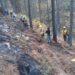 Liquidan incendio forestal en Libres