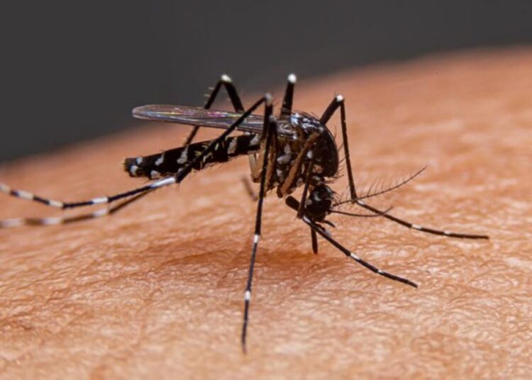 Sin contagios ni defunciones recientes por dengue en Puebla: Salud