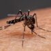 Sin contagios ni defunciones recientes por dengue en Puebla: Salud