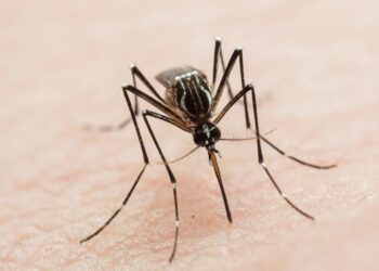 6 municipios concentran 70% de casos de dengue