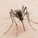 6 municipios concentran 70% de casos de dengue
