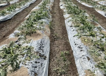Granizada deja afectaciones en San Miguel Zozutla
