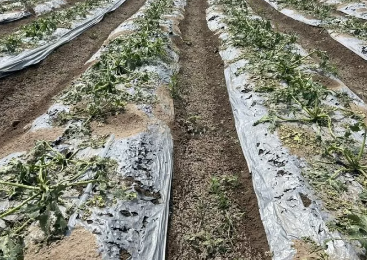 Granizada deja afectaciones en San Miguel Zozutla