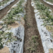 Granizada deja afectaciones en San Miguel Zozutla