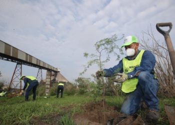 En 5 años, se reforestó el equivalente a 22 canchas de futbol en Monterrey
