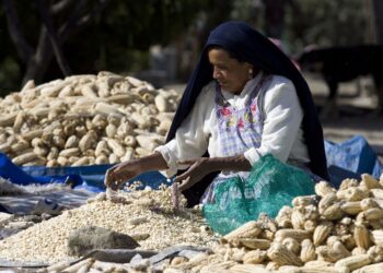 AMLO asegura que no hay problemas en comercio de maíz, pese a queja de EEUU
