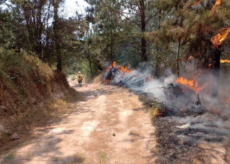 Incendio forestal en Huauchinango, al 50% de ser controlado