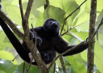 México confirma muerte de 157 monos aulladores en Tabasco y Chiapas