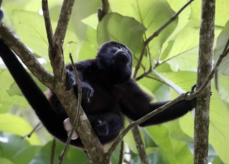 México confirma muerte de 157 monos aulladores en Tabasco y Chiapas