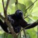 México confirma muerte de 157 monos aulladores en Tabasco y Chiapas