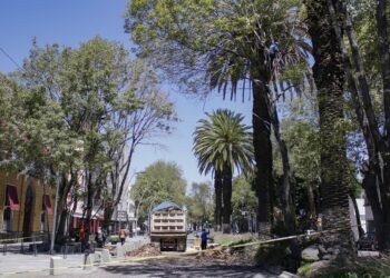 Servicios Públicos retirará palmeras muertas en La Paz