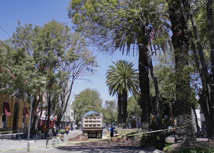 Servicios Públicos retirará palmeras muertas en La Paz