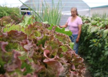 Bienestar alcanza cobertura estatal a través del Programa Integral Alimentario 2024