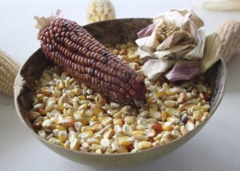 Gobierno de Puebla emite convocatoria ‘La Cultura del Sistema Milpa’