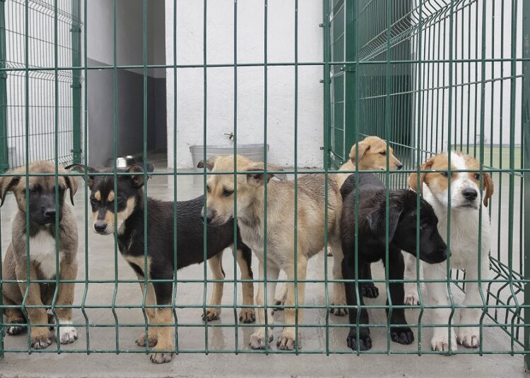 Puebla cuenta con primera Estancia de Bienestar Animal