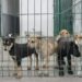Puebla cuenta con primera Estancia de Bienestar Animal