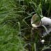 Cólera, dengue, hepatitis A, enfermedades por temporada de lluvias