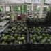 AMLO asegura que se normaliza exportación de aguacate a EE.UU.