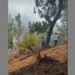 Suspenden clases en Cuautempan por incendio forestal