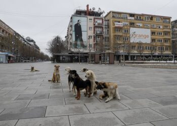 En Pristina, Kosovo, pagan 50€ al mes a quien adopte perros callejeros