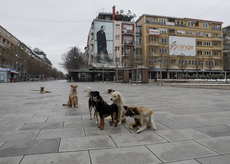 En Pristina, Kosovo, pagan 50€ al mes a quien adopte perros callejeros