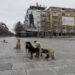 En Pristina, Kosovo, pagan 50€ al mes a quien adopte perros callejeros