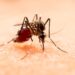 Reportan mil 31 casos acumulados de dengue en 2024