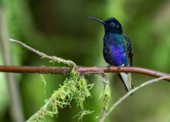 Cóndores, colibríes y tucanes en Quito, una meca del ‘birdwatching’ con 542 tipos de aves