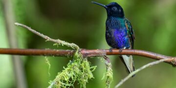 Cóndores, colibríes y tucanes en Quito, una meca del ‘birdwatching’ con 542 tipos de aves