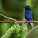 Cóndores, colibríes y tucanes en Quito, una meca del ‘birdwatching’ con 542 tipos de aves