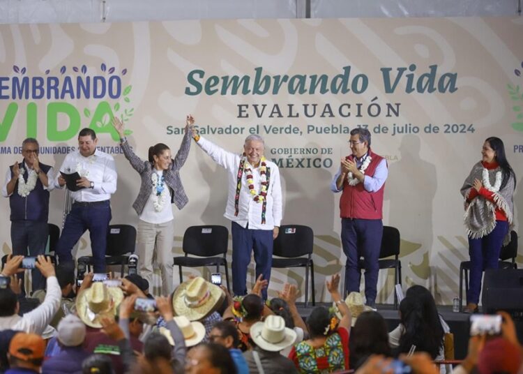 442 mil personas reciben Sembrando Vida