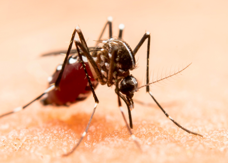 Sin contagios ni defunciones por dengue en las últimas 24 horas: Salud