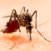 Sin contagios ni defunciones por dengue en las últimas 24 horas: Salud