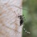 Reportan cero defunciones y contagios por dengue en últimas 24 horas