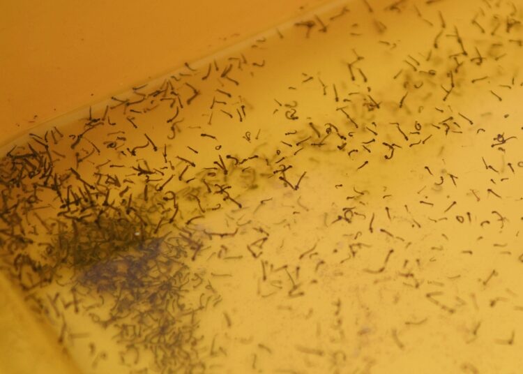 Reporta Salud 11 contagios por dengue en últimas 24 horas