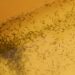 Reporta Salud 11 contagios por dengue en últimas 24 horas