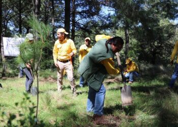 Destinarán 300 mil plantas a la Mixteca para reforestación